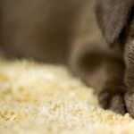 Now, More Than Ever, You Need a Rescue Pet