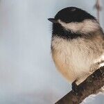 Mourning Doves and Chickadees