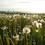 Warning: Just Reading About Bayer's Greed Can Cause Headaches