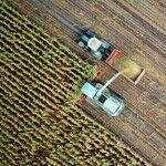 Corporate Stupidity Sidetracked By Mad-as-Hell Farm Rebels