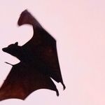 Trumponomics: Batman ... or Dracula?