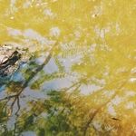 If You Drain the Swamp, Where Do the Swamp Critters Go?