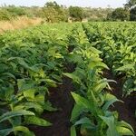 In This Season of Feasting, Let's Celebrate AgriCULTURE, Not AgriBUSINESS