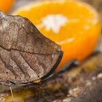 Plant-Based Beer and Bug Burgers: It's What's for Dinner