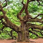 Give Nature a Seat at the Governing Table