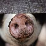 Pigs Win a Big One Over Corporate Hoggishness