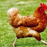 The Motown Supremes, Chicken Supreme... But the Supreme Court?
