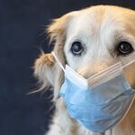 Why the GOP is Becoming a Clique of Rabid Political Veterinarians