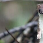 A Supreme Court of Ethical Weasels