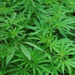 Sessions' Doomed War on Pot