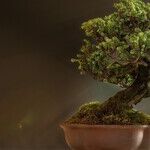 Should Judges Act as 'Potted Plants' or Active Reformers?