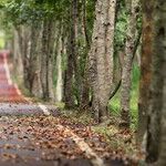 Make Your Own Way