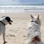 Dog Days of Summer
