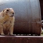 Groundhog of Eden