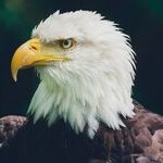 Opening Up a Can of America