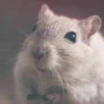 Mouse-demic Response: Failure and Success