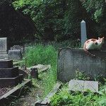 Old Man and Cat Talk While the Country Sickens and Dies