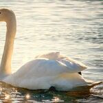 Swan Lake