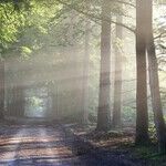 Trees and iPhones