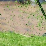 Lawn Order