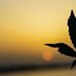 Cannabis Is Just Another Job