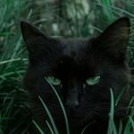 Cats and Self-Interest