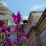 A Love Lost: The Senate and Me