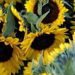 April Brings Uncertain Things, Now and Then