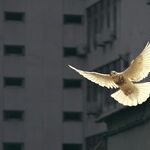 Illustrating Paths Toward Peace in Times of War