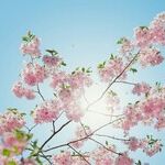 Cherry Tree Therapy for the House GOP?