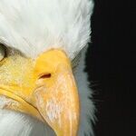 What if Liberty Is Attached to Humanity?