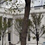 Can the President Legally Break the Law?