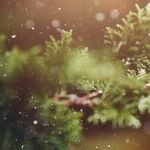 What If Christmas Is Real?