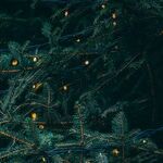 What If Christmas Is Real?