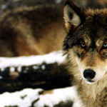 It's Time for States to Manage Wolf Populations
