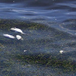 Red Tide's an Enduring Phenomenon