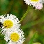 The Bees or Not the Bees