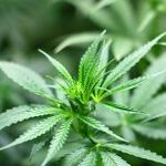 No More Federal Medical Pot Prosecutions