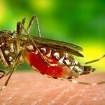 Mosquitoes Breed, Zika Looms, Congress Dithers