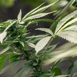 Big Marijuana May Learn a Hard Lesson in Colorado