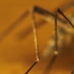 Zika Becomes a Congress-Borne Disease