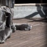 Controversy Swirls When Animals are used in Research