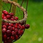 Price Controls Not a Bowl of Cherries