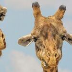 Goodbye to Circuses. Are Zoos Next?