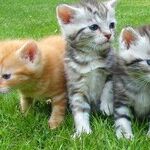 Our View: Hoarding Involving Animals Deserves Attention