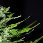 Allow States to Decide Marijuana Legalization for Themselves