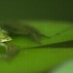 The Supreme Court, a Frog and Government Overreach