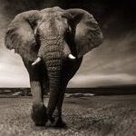 Trump Should Restore Ban on Importing Elephant Trophies