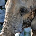 Trump and the Elephants