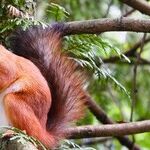 Short Takes on Squirrels, Coaches, Bullies and (Prison) Bars